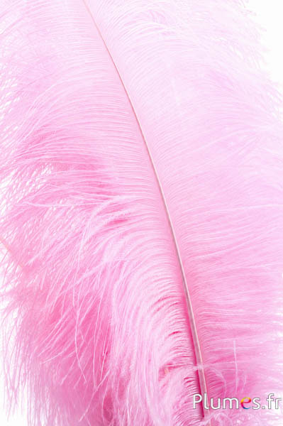 Struzzo premium - 50-60 cm - rosa tendere